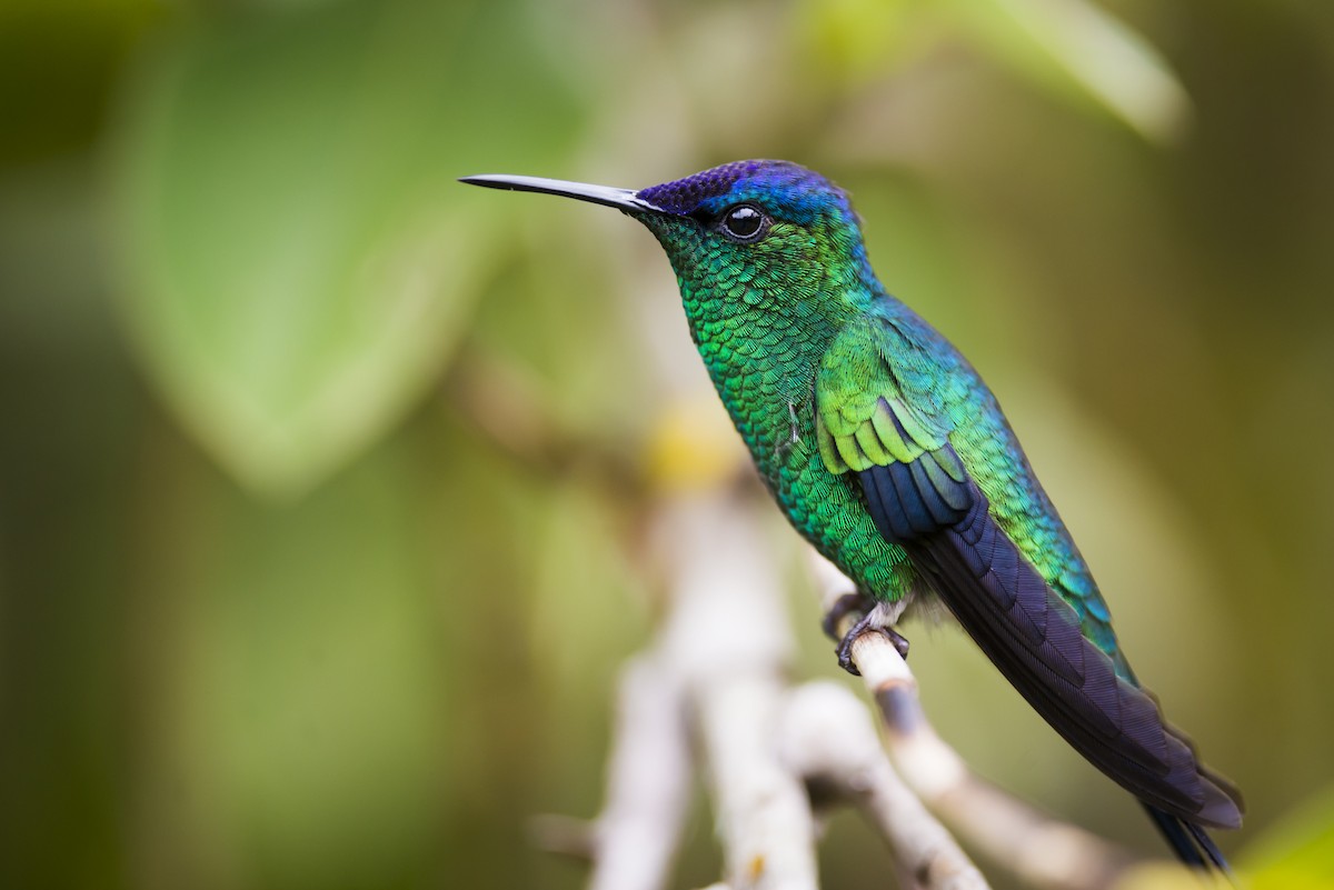 Violet-capped Woodnymph - Claudia Brasileiro
