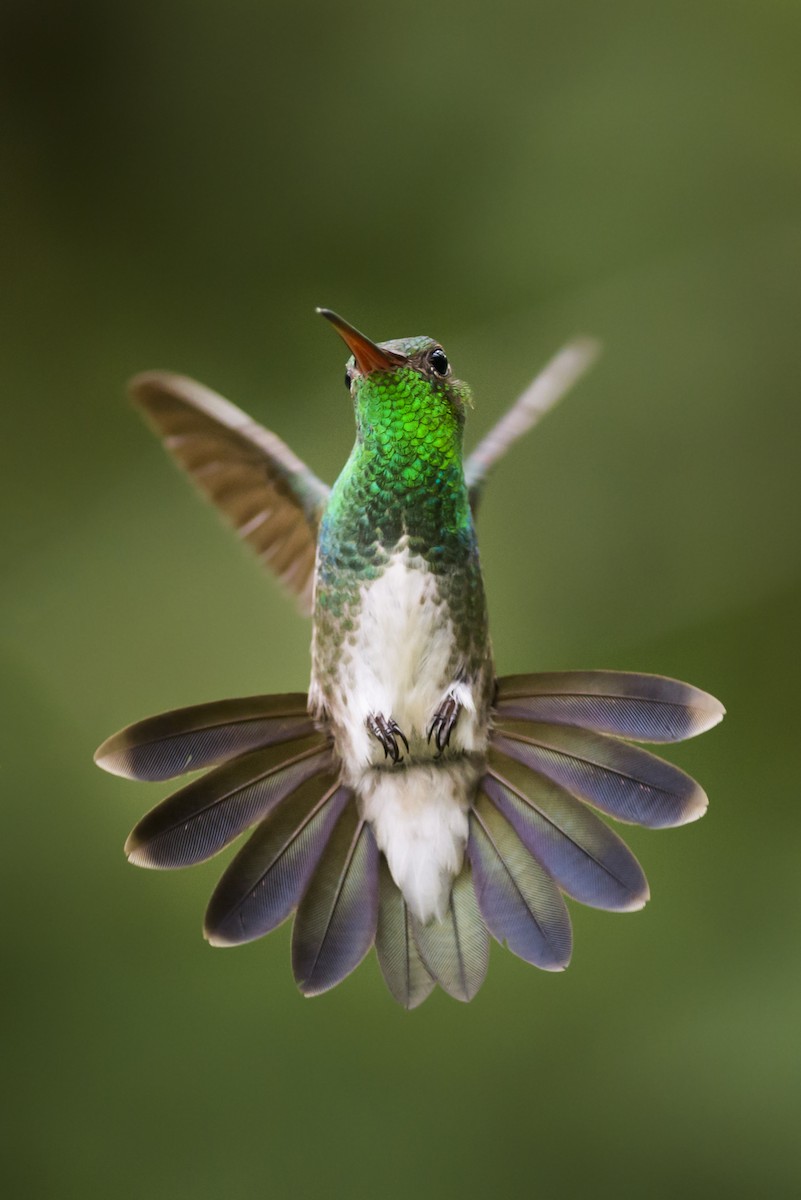 Glittering-throated Emerald - ML104979021