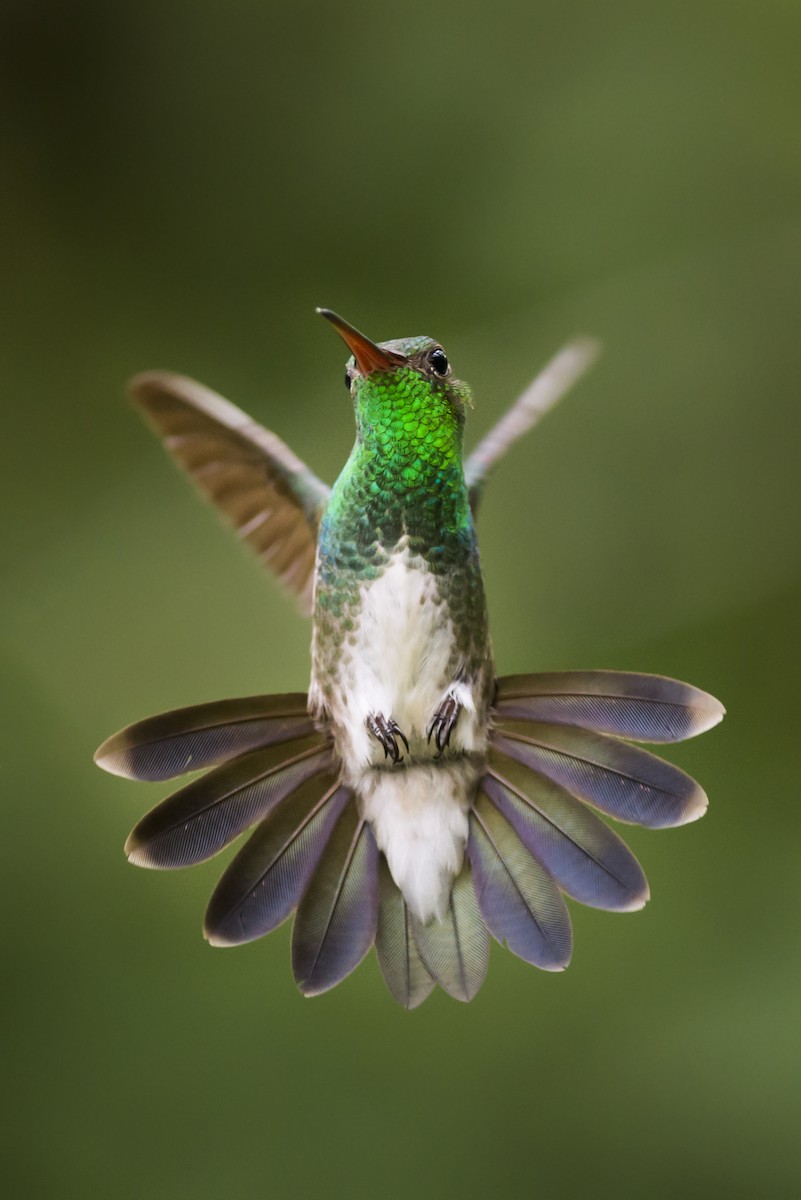 Glittering-throated Emerald - Claudia Brasileiro