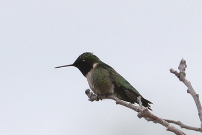 Colibri à gorge rubis - ML104979861