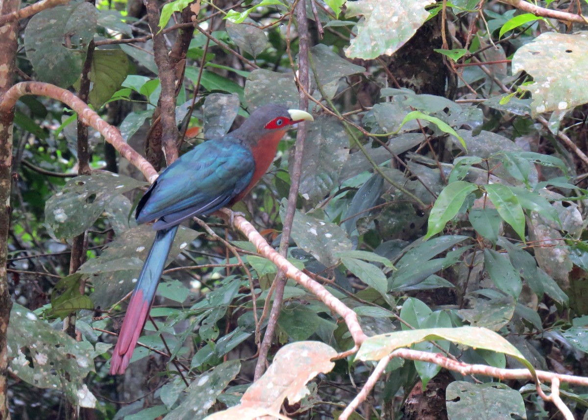 Chestnut-breasted Malkoha - ML104979941