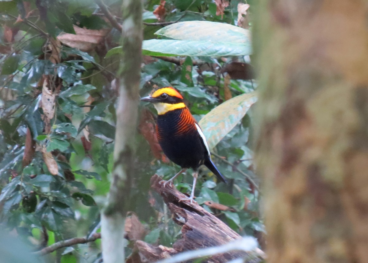 Malayan Banded-Pitta - ML104979991