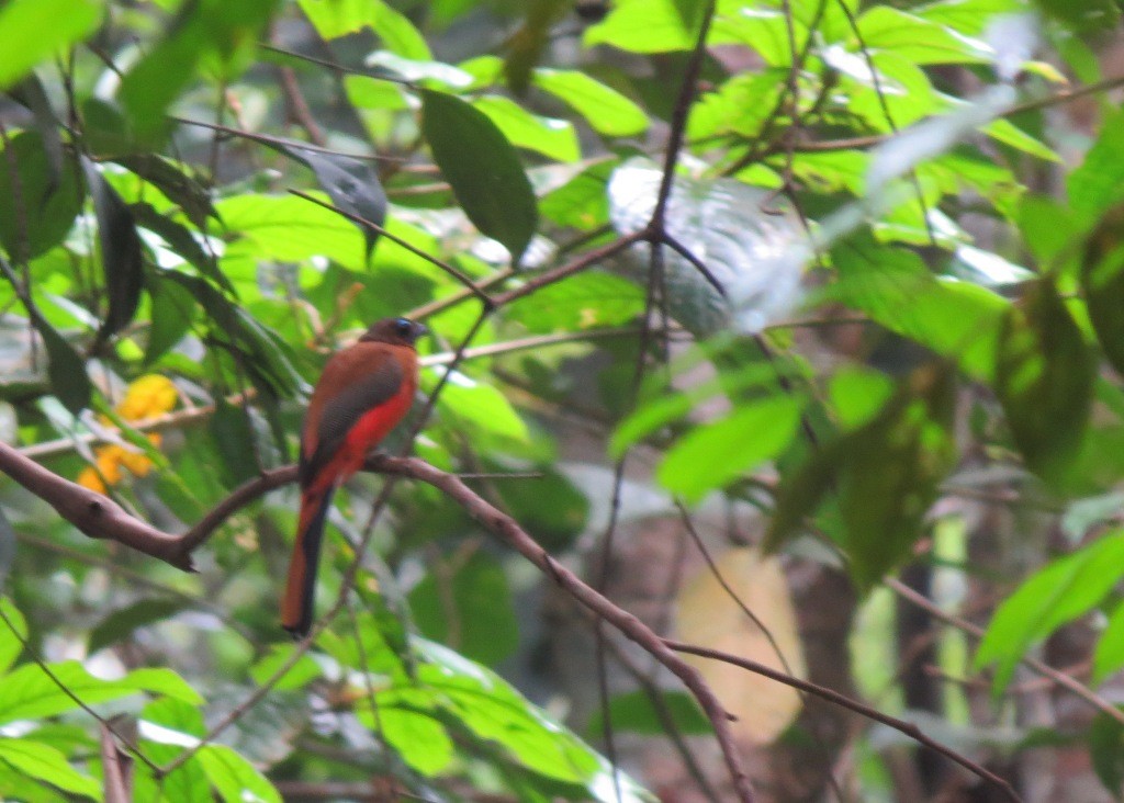 Scarlet-rumped Trogon - ML104980221