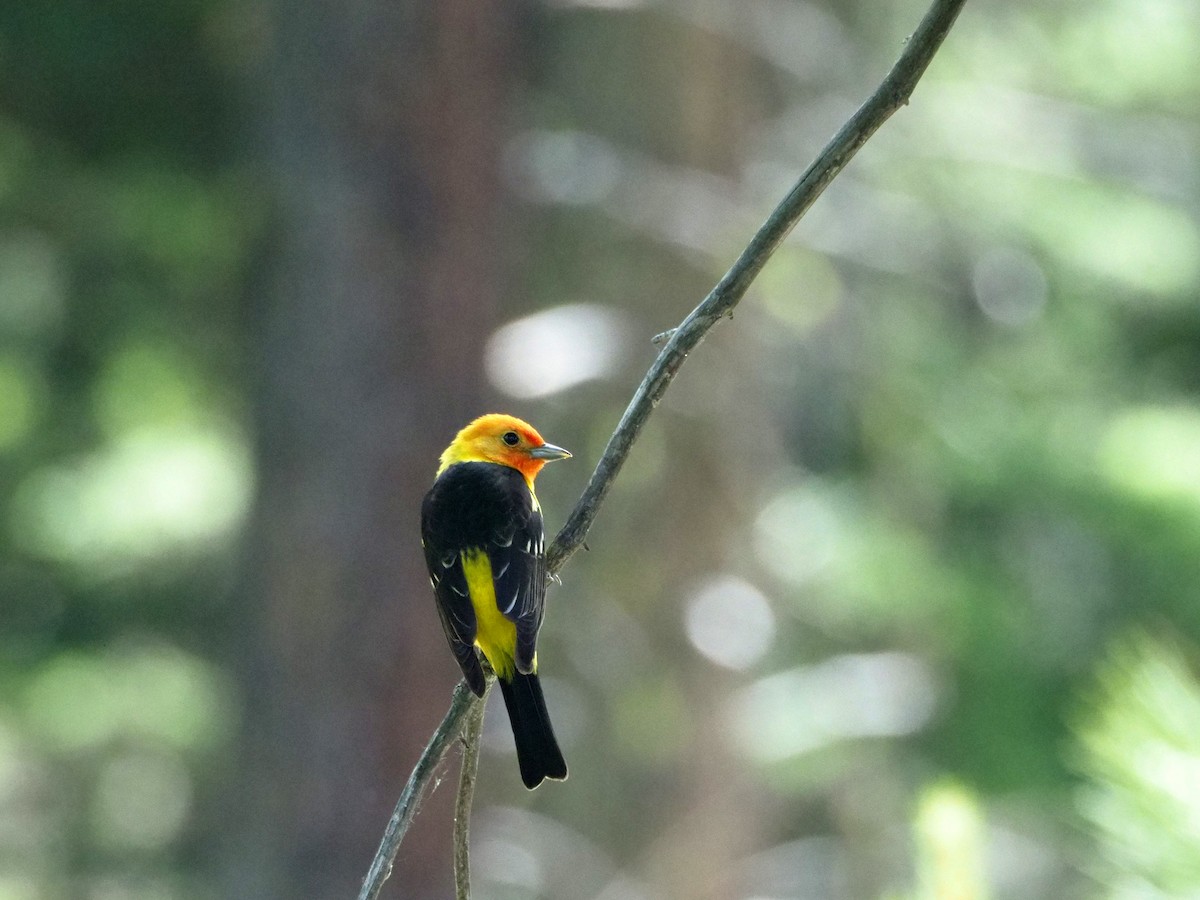 Western Tanager - Scott Ramos