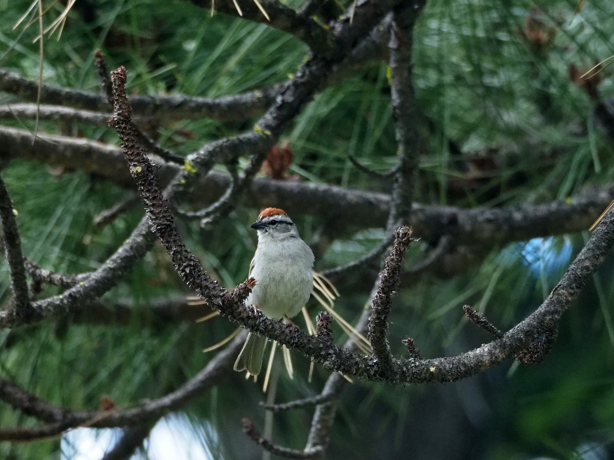 Chipping Sparrow - ML104980911