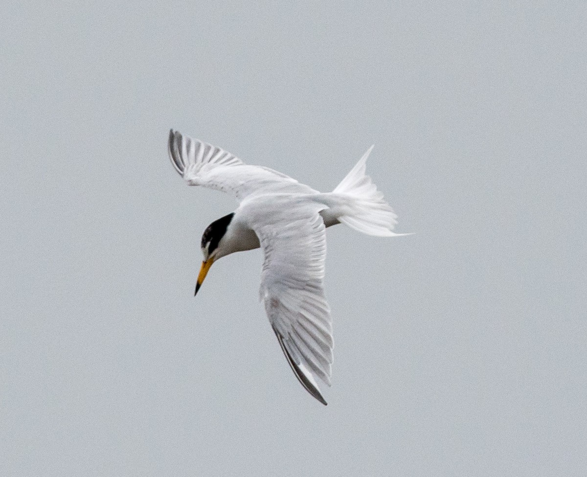 Little Tern - ML104985071