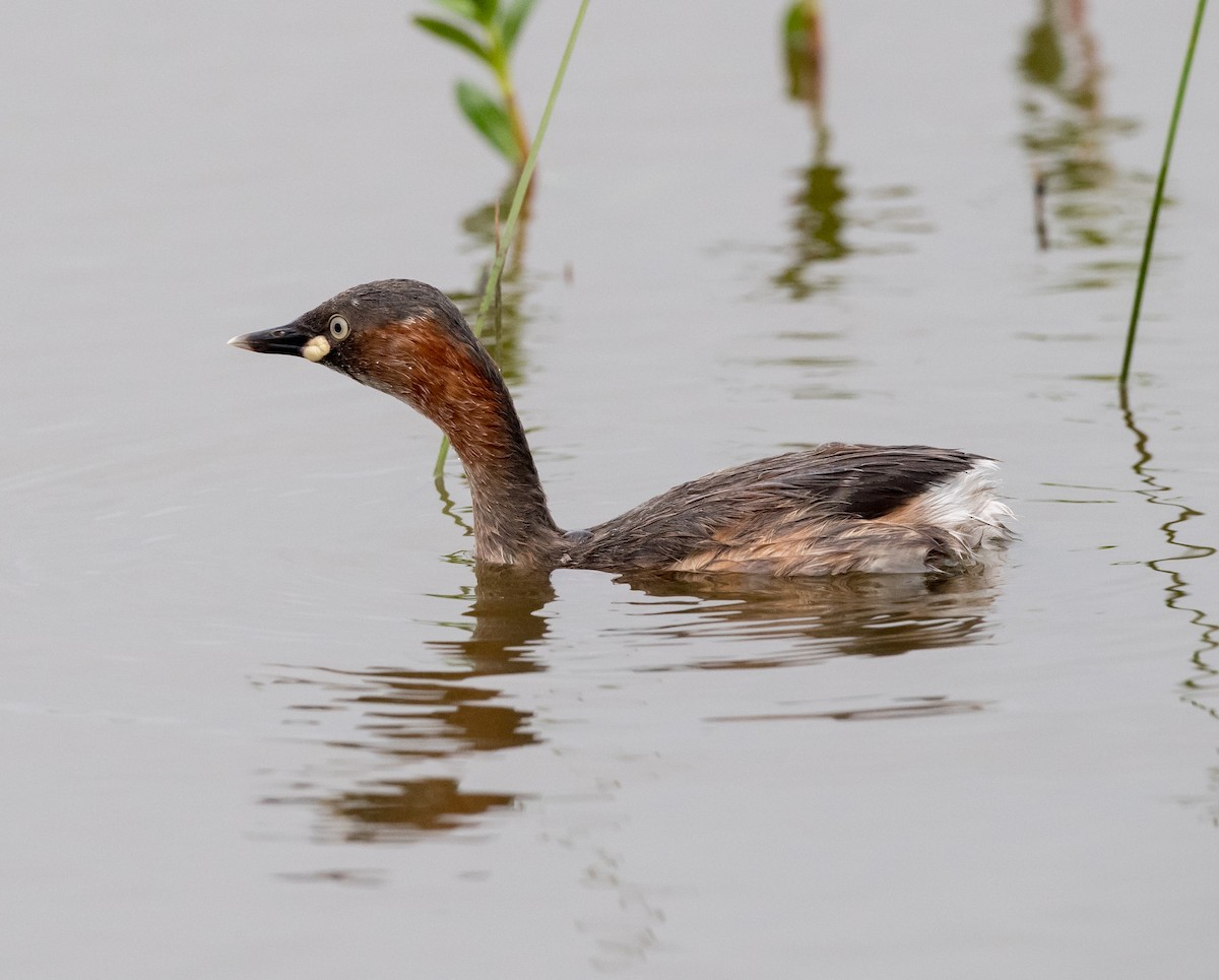 Little Grebe - ML104985311