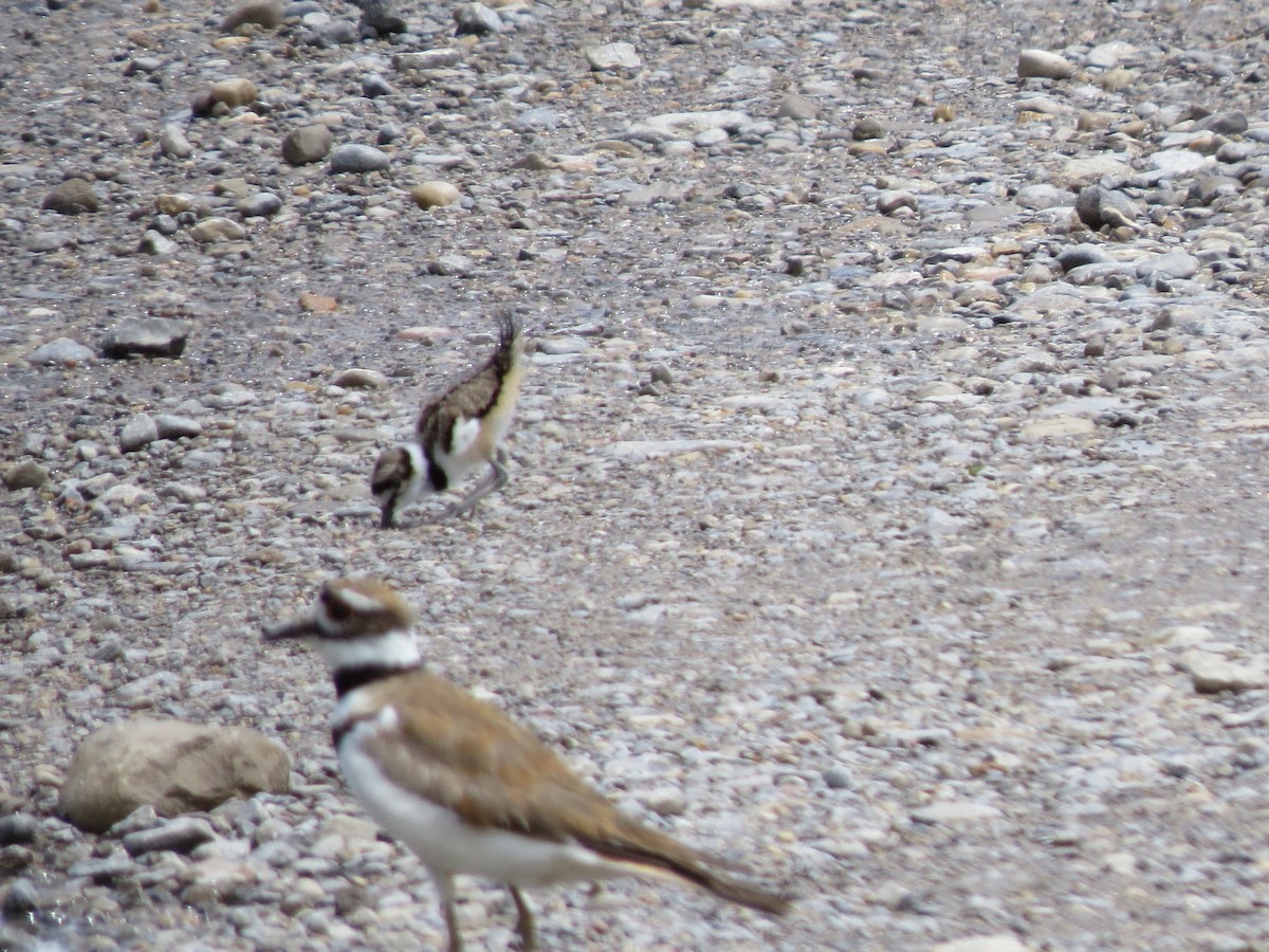 Killdeer - ML104986401