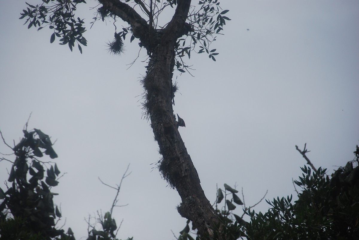 Lineated Woodpecker - ML104986871