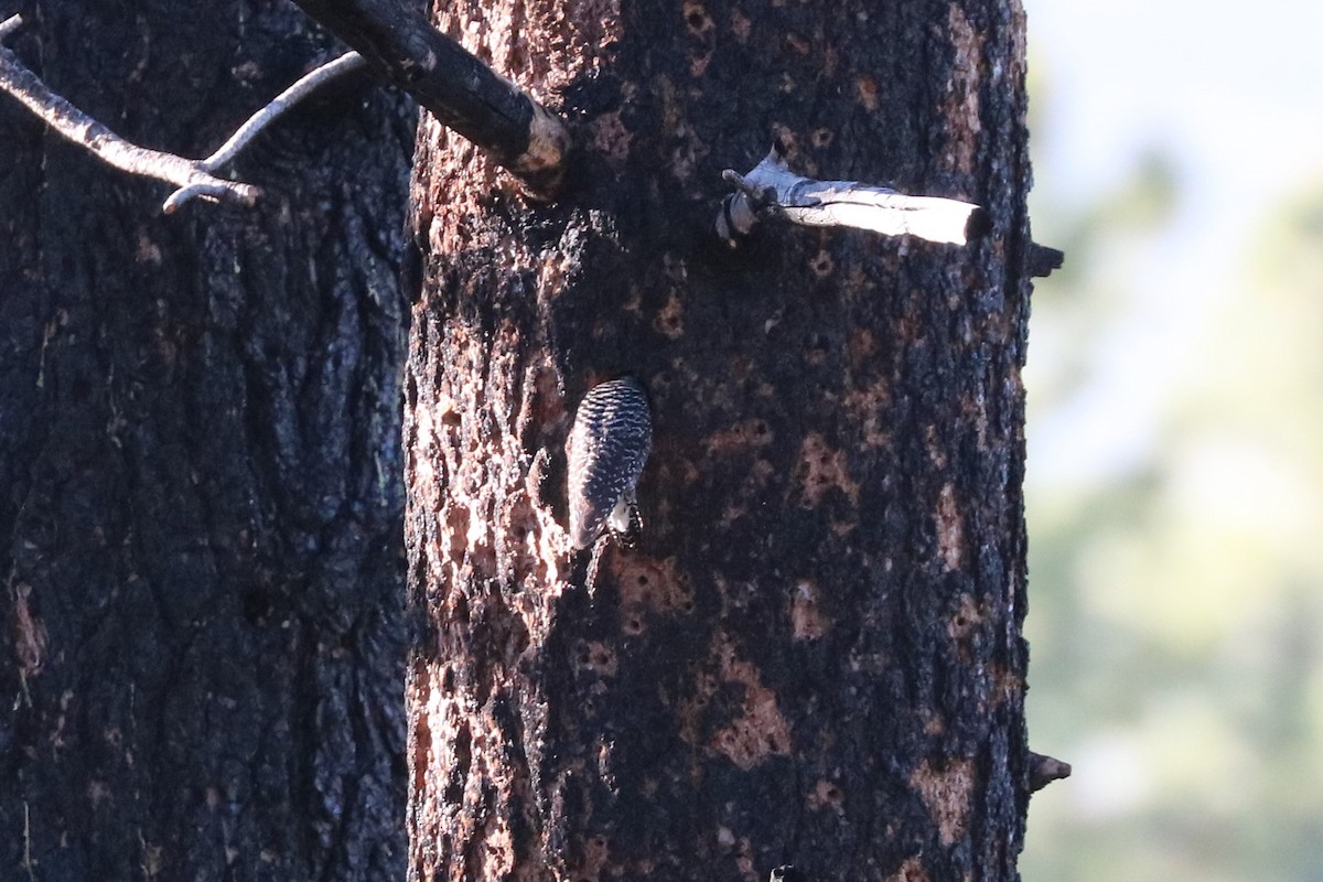 Williamson's Sapsucker - ML104986901