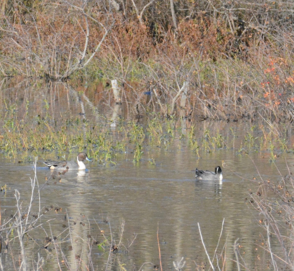 Northern Pintail - ML104987531