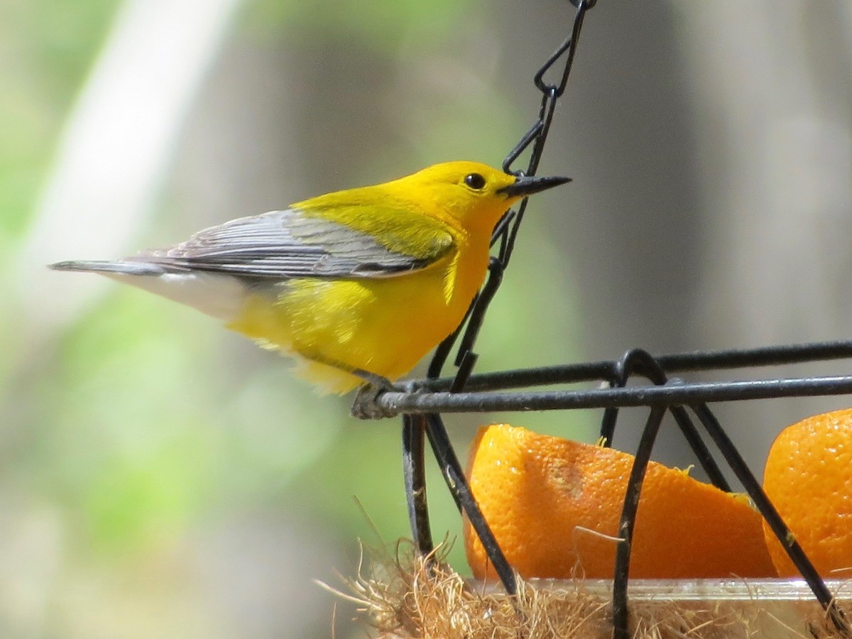 Prothonotary Warbler - ML104989591