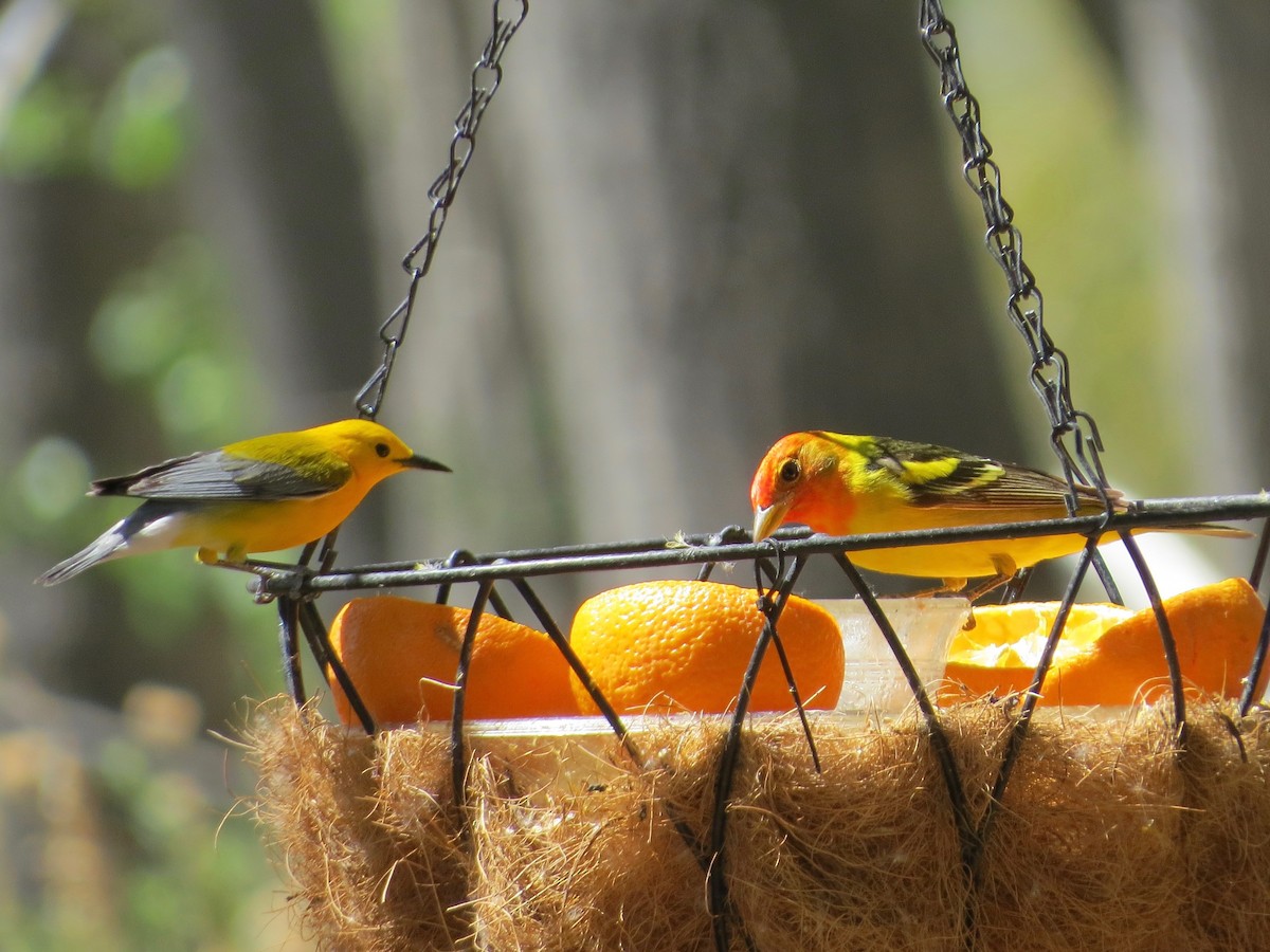 Prothonotary Warbler - ML104989621