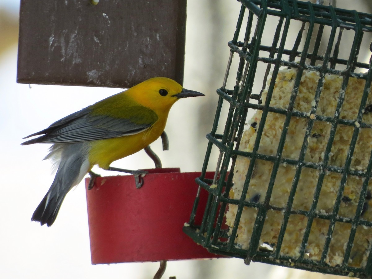 Prothonotary Warbler - ML104989631