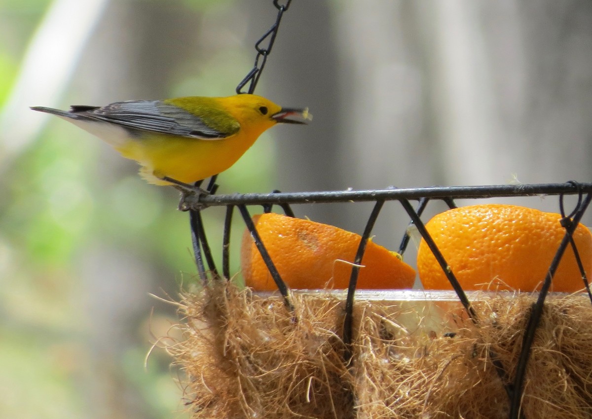 Prothonotary Warbler - ML104989641