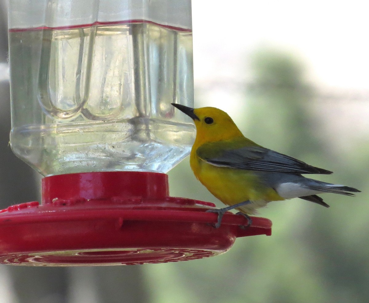 Prothonotary Warbler - ML104989651