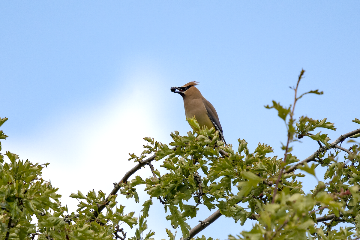 Cedar Waxwing - ML104989851