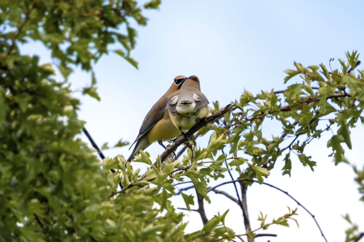 Cedar Waxwing - ML104989861