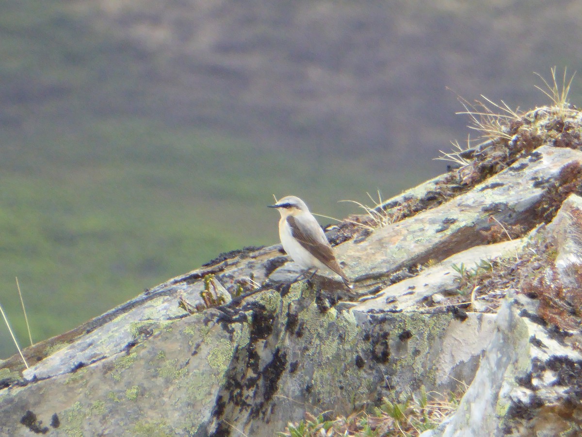 Northern Wheatear - ML104990551