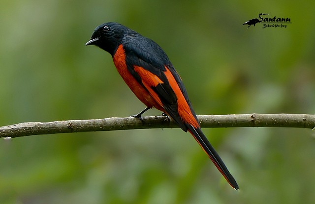 Short-billed Minivet - Santanu Chatterjee