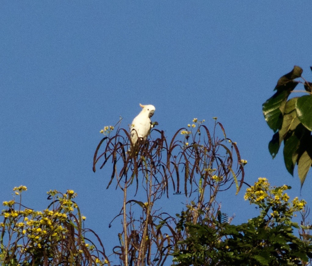 Citron-crested Cockatoo - Scott Baker