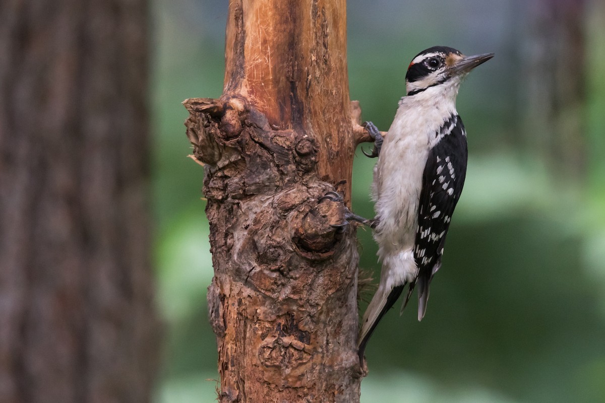 Hairy Woodpecker - Brad Imhoff