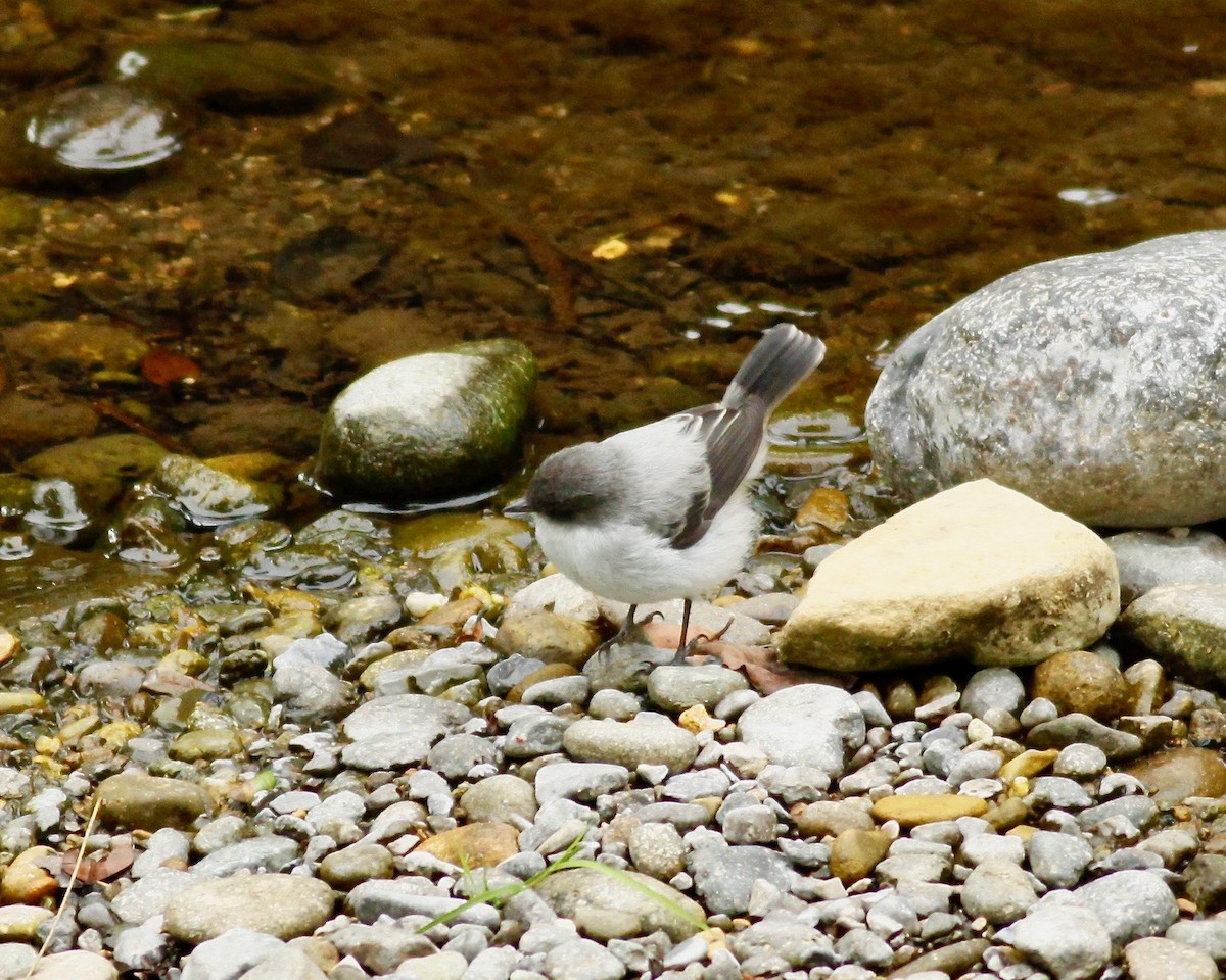 Torrent Tyrannulet - Doug Cooper