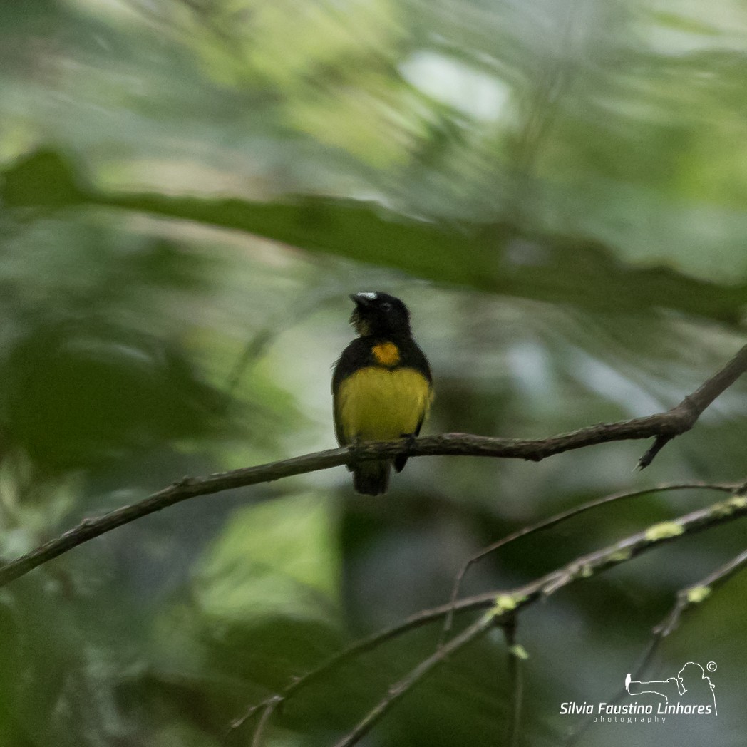 White-fronted Manakin - ML105001281