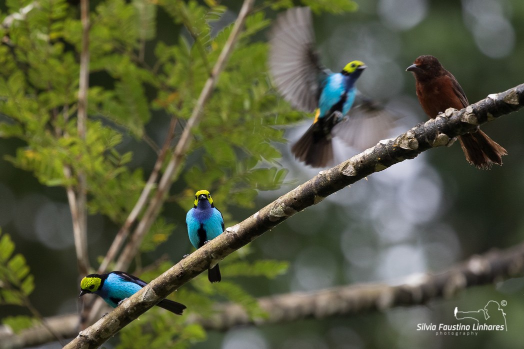 Paradise Tanager - Silvia Faustino Linhares