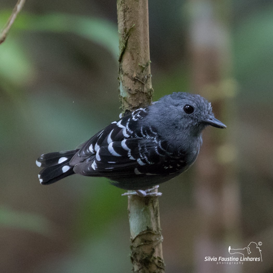 Common Scale-backed Antbird - Silvia F🪶 Linhares