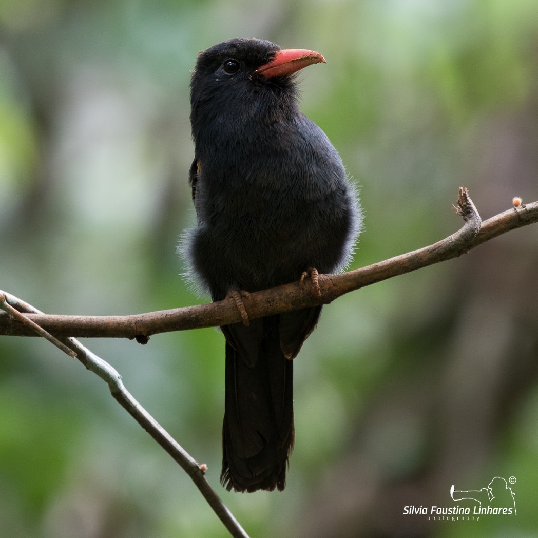 Black Nunbird - ML105001541