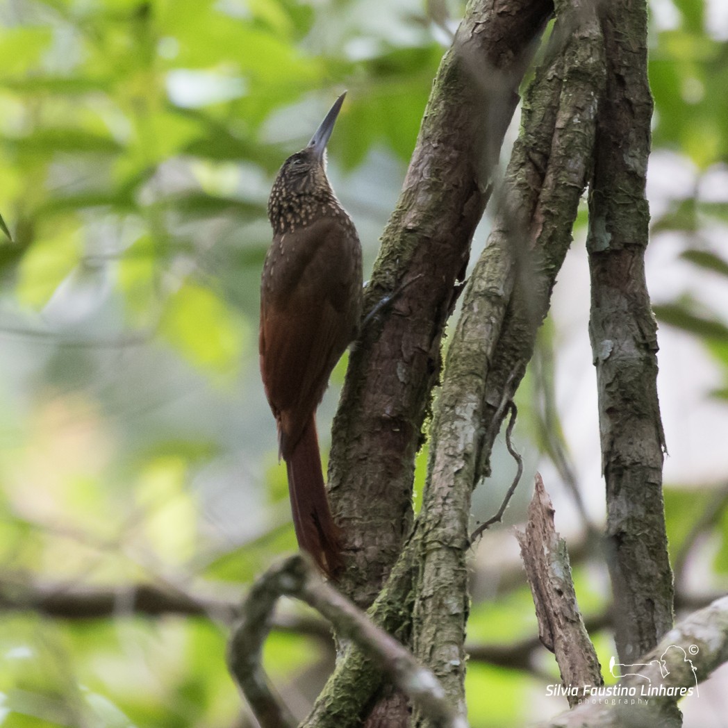 Chestnut-rumped Woodcreeper - Silvia Faustino Linhares