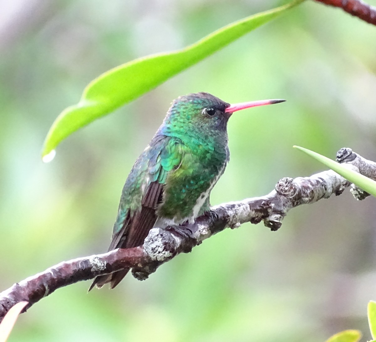 Humboldt's Sapphire - Sandra Keller