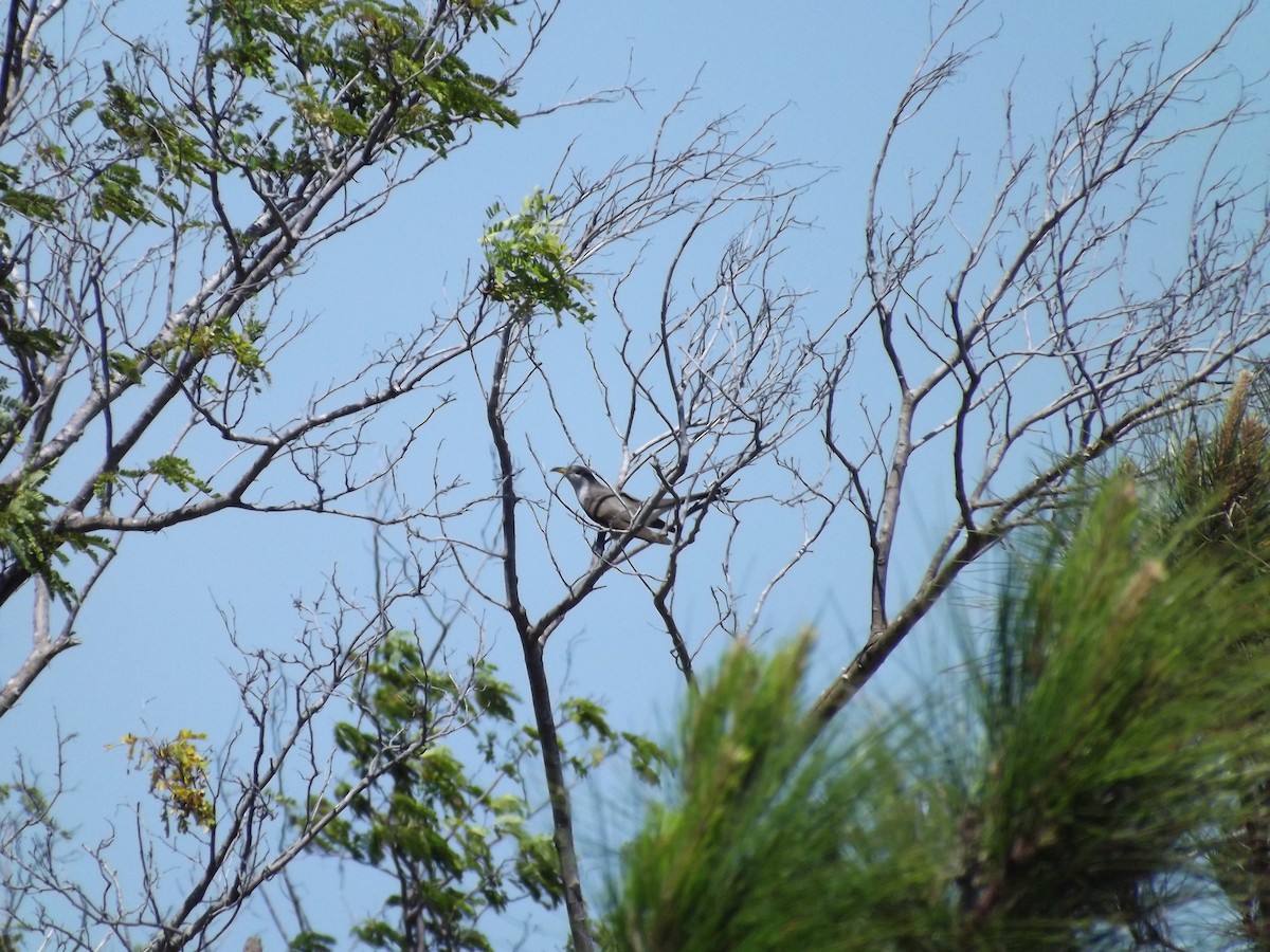 Yellow-billed Cuckoo - ML105004081