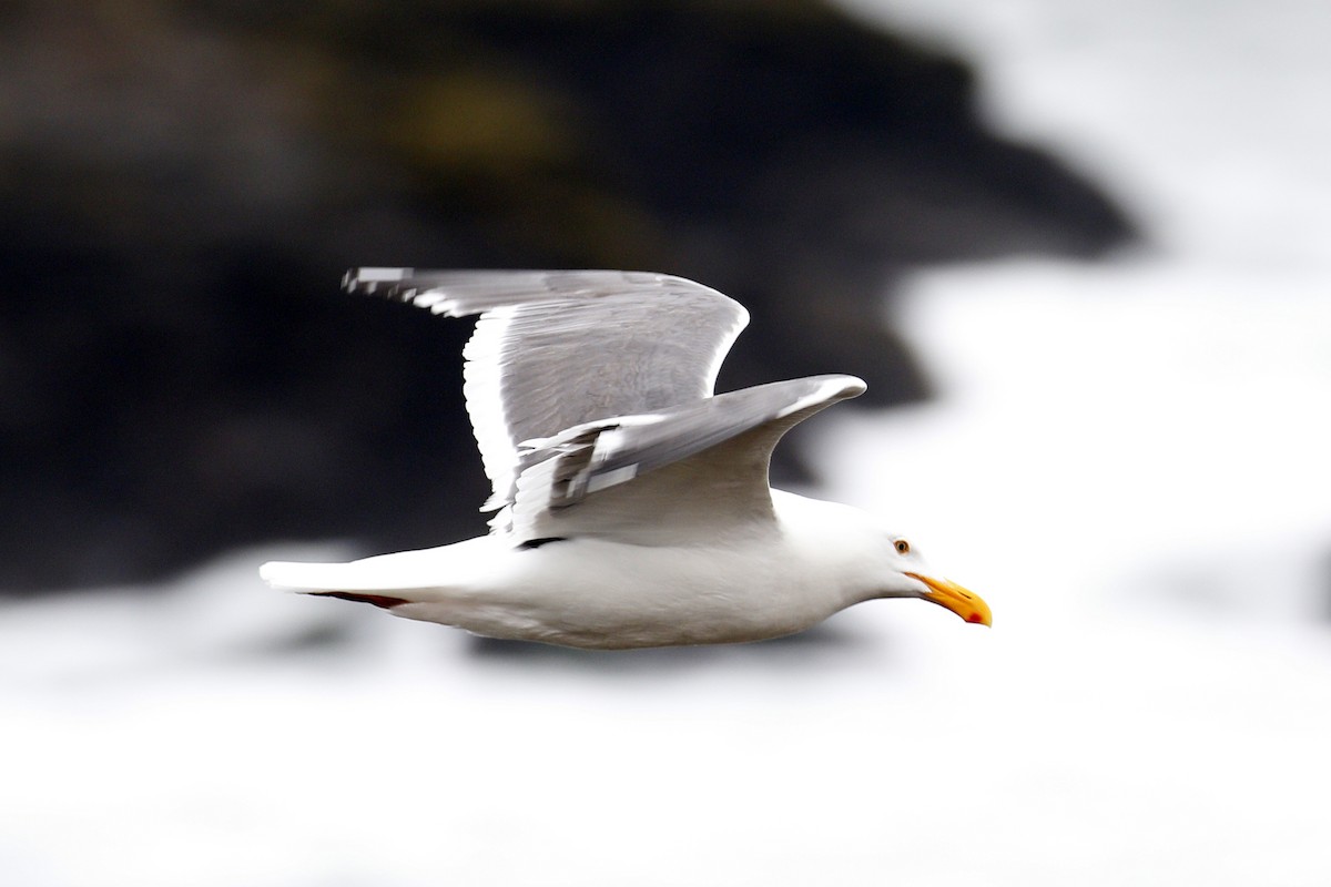 Western Gull - Donna Pomeroy