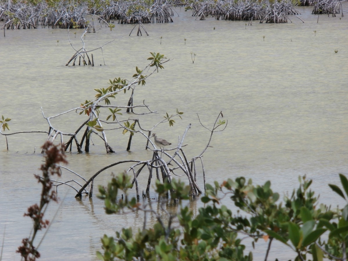 Short-billed/Long-billed Dowitcher - ML105006171