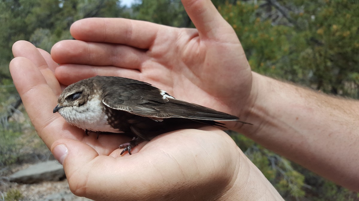 White-throated Swift - David Vander Pluym