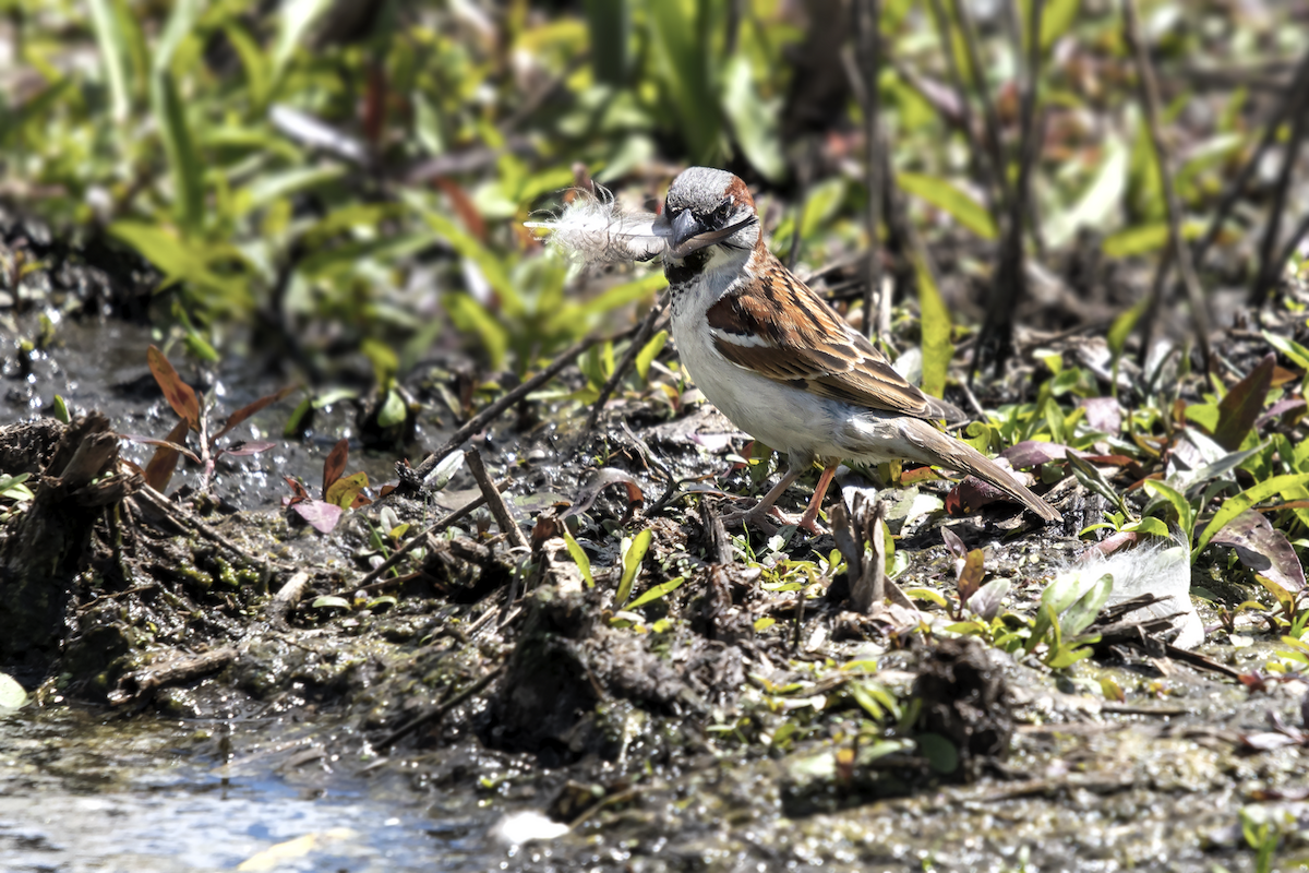 House Sparrow - David Badke