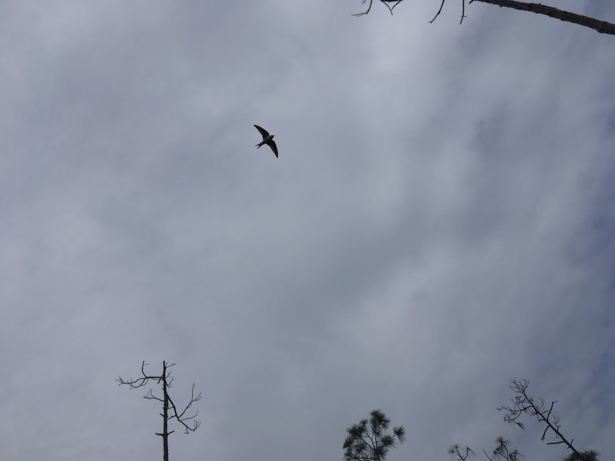 Bahama Swallow - ML105007981