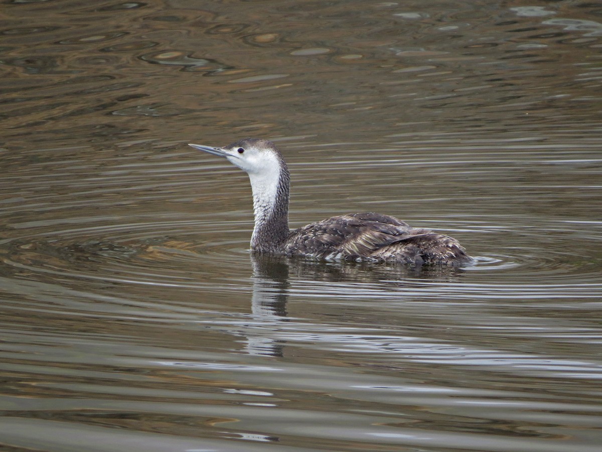Red-throated Loon - Tom Edell