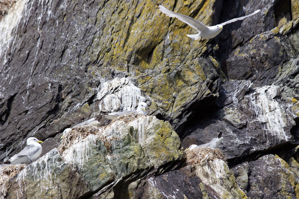 Black-legged Kittiwake - Jim Palmer