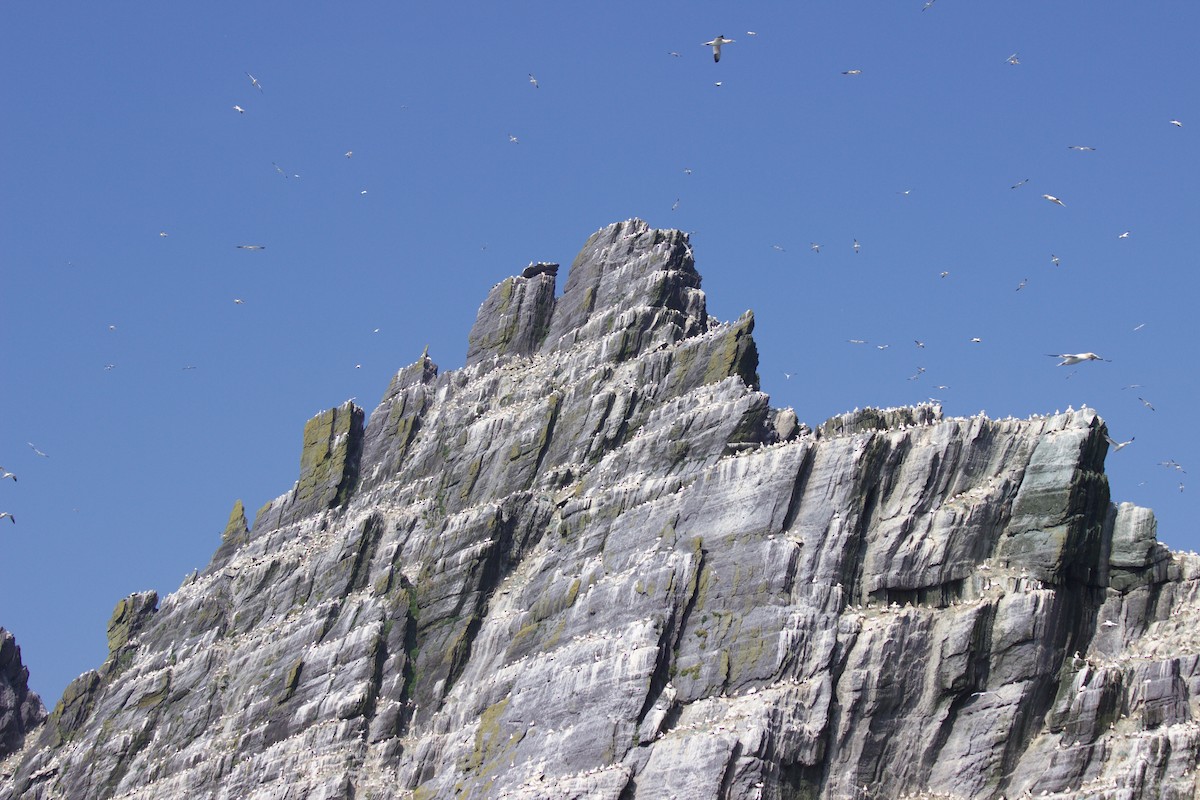 Northern Gannet - ML105008391