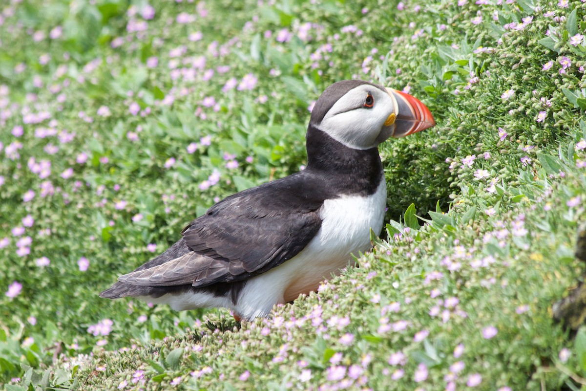 Atlantic Puffin - Jim Palmer