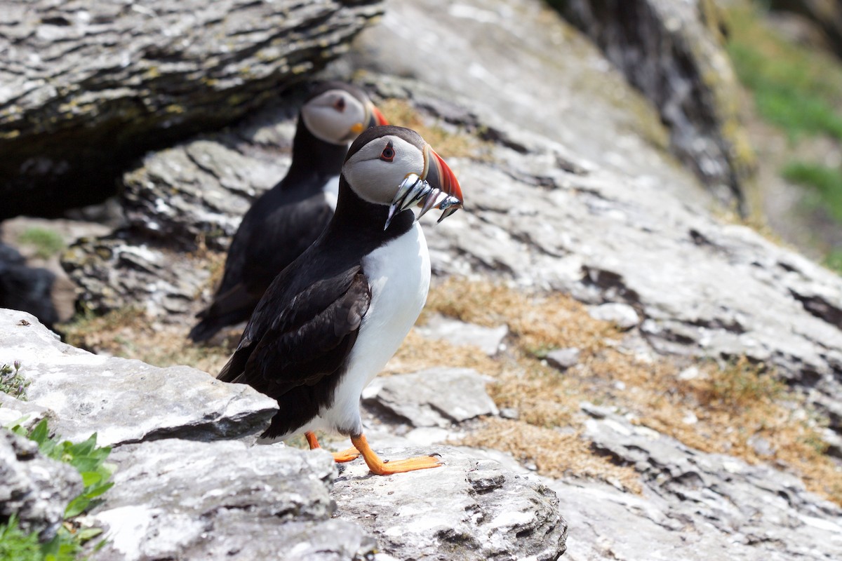 Atlantic Puffin - Jim Palmer