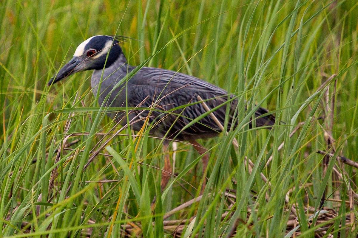 Yellow-crowned Night Heron - ML105008771