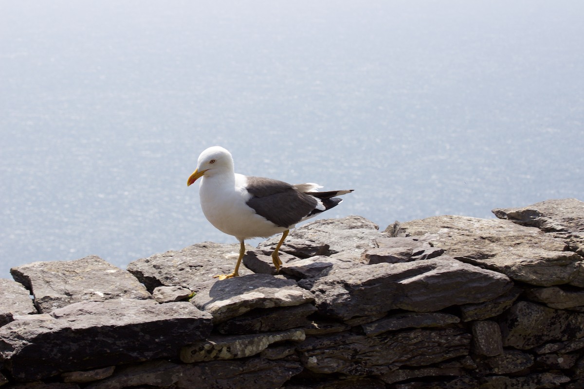 Lesser Black-backed Gull - ML105008861