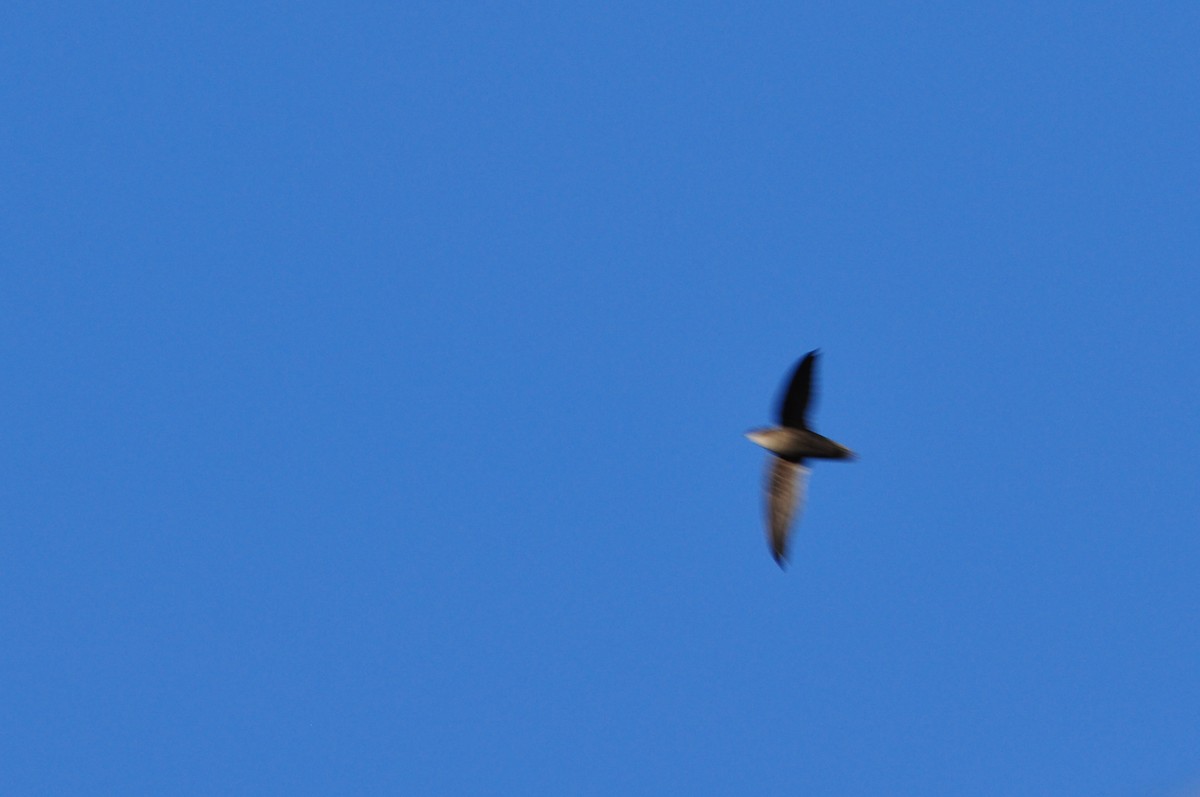 Chimney Swift - ML105008991