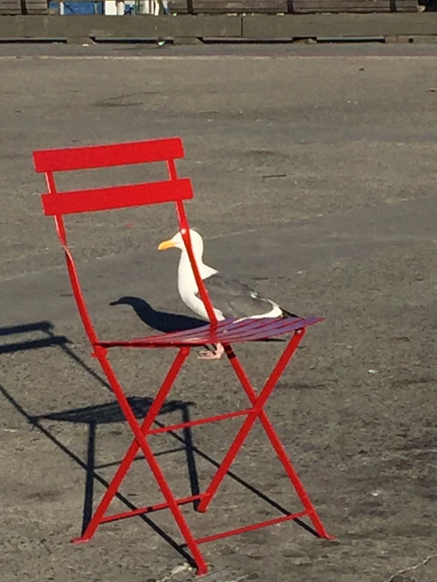 Western Gull - ML105009251