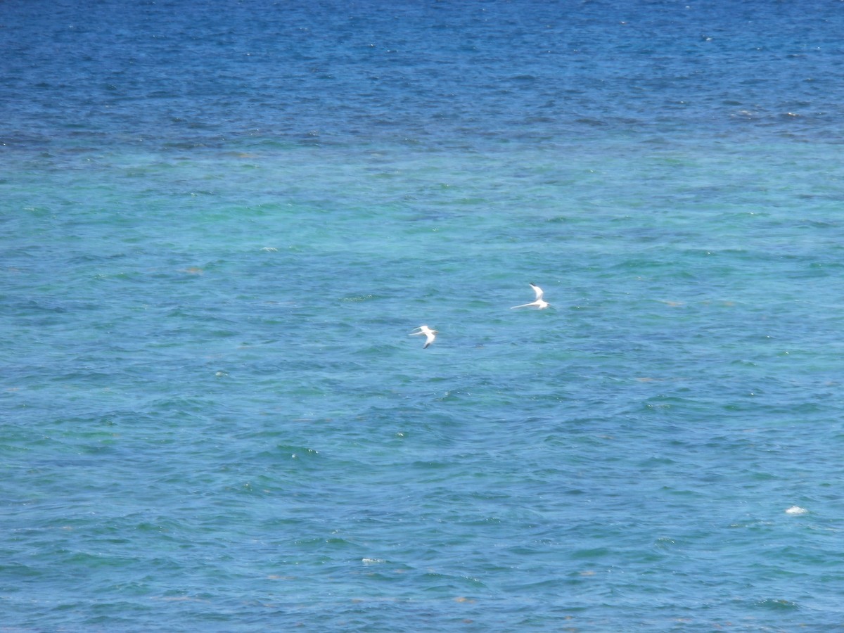 White-tailed Tropicbird - ML105009631