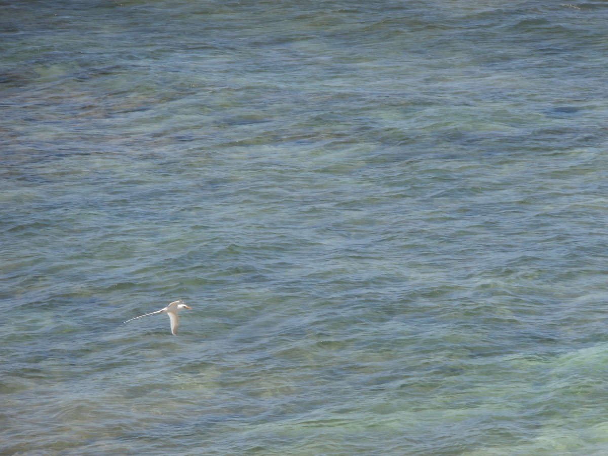 White-tailed Tropicbird - ML105009641